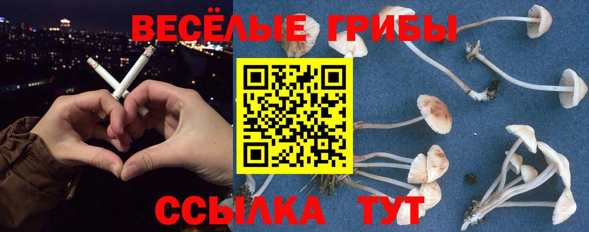 Галлюциногенные грибы Psilocybine cubensis Липецк